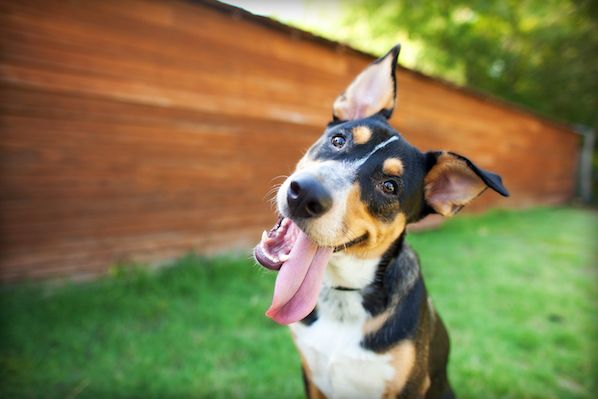 Dogtopia Franchise: Unleash Your Potential in the Booming Pet Industry