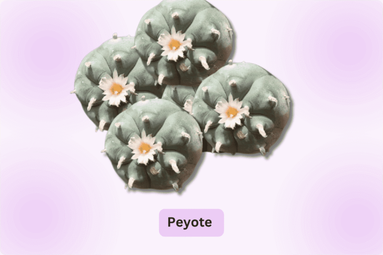 How Much Is Peyote Worth? (Legal Only in Several Countries) – A Collector&lsquo;s Market Analysis