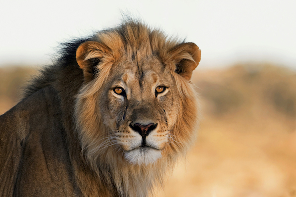 What&lsquo;s Your Sales Spirit Animal? Discover Your True Selling Nature in 2024