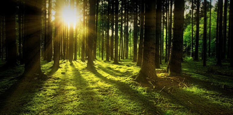 Mastering Random Forest: An Expert&lsquo;s Guide to Interview Success and Algorithmic Brilliance