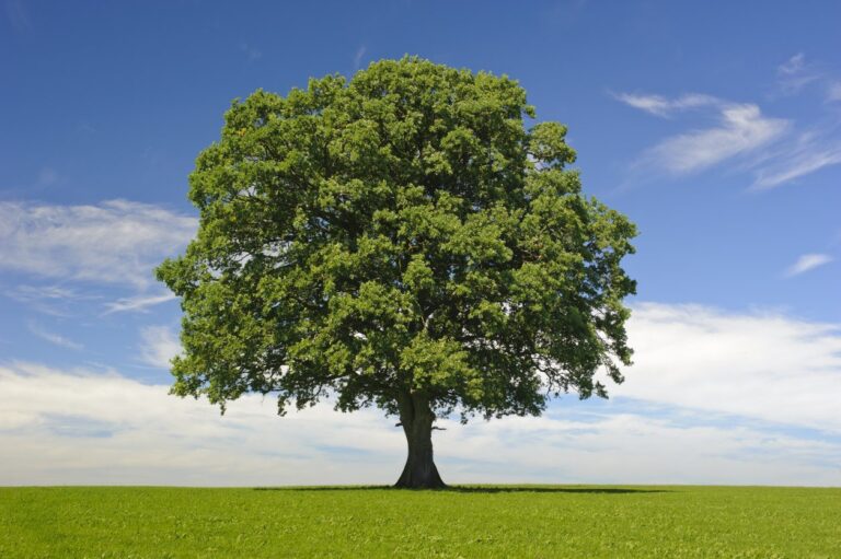 Decoding Decision Trees: A Machine Learning Expert&lsquo;s Comprehensive Journey