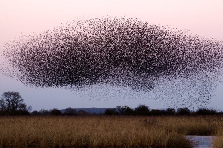 Mastering Particle Swarm Optimization: A Comprehensive Python Journey