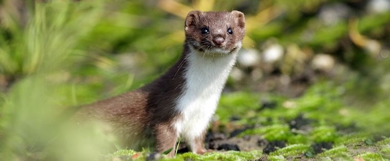 11 Weasel Words to Banish from Your Sales Conversations Immediately