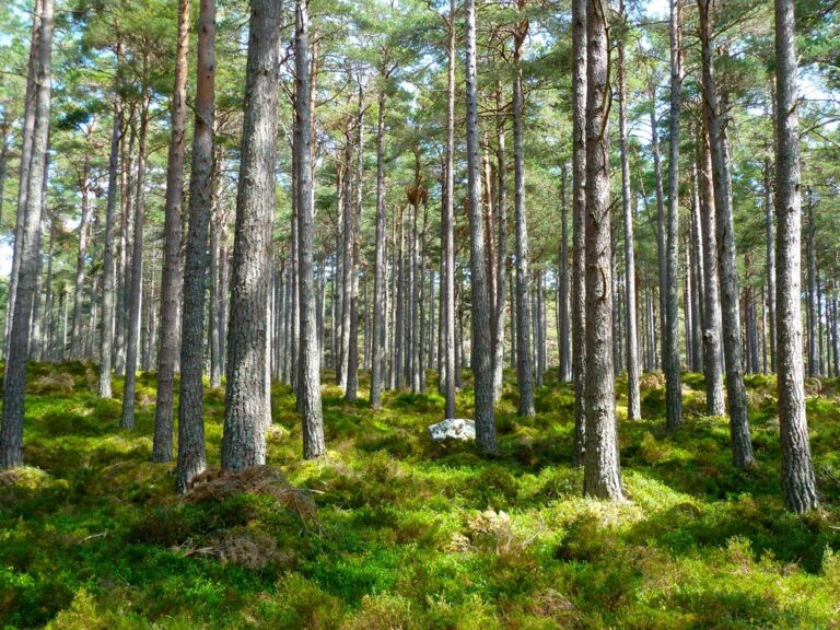 The Carbon Footprint of AI and Deep Learning: A Comprehensive Environmental Exploration