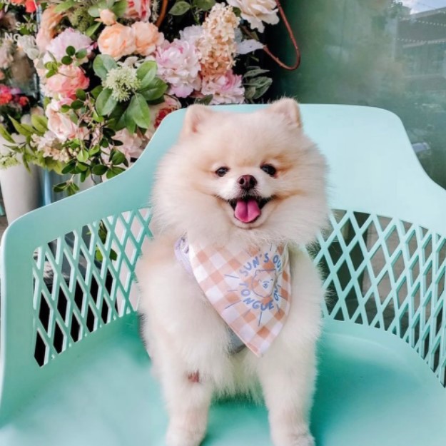 Dog is Human Review: Why This Human-Grade Multivitamin Has My Pup Thriving
