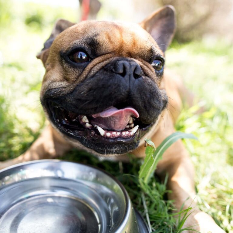 Pawrade Review: Your Guide to Adopting the Perfect Puppy