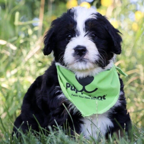 PuppySpot Reviews: An In-Depth Look at the Popular Puppy Finding Service