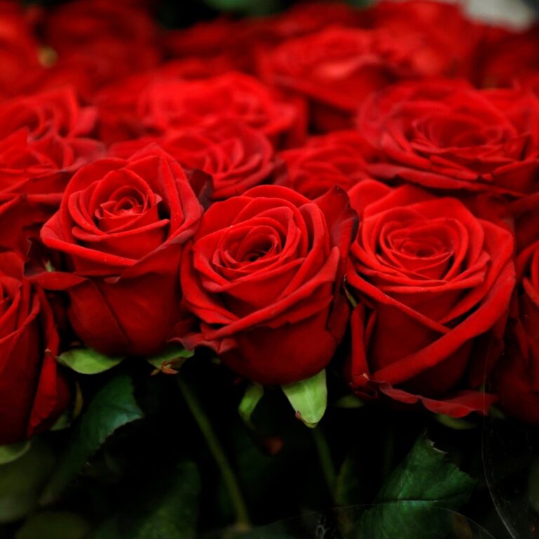 Rose Farmers Review: Your Guide to Ordering Stunning & Affordable Flowers Online