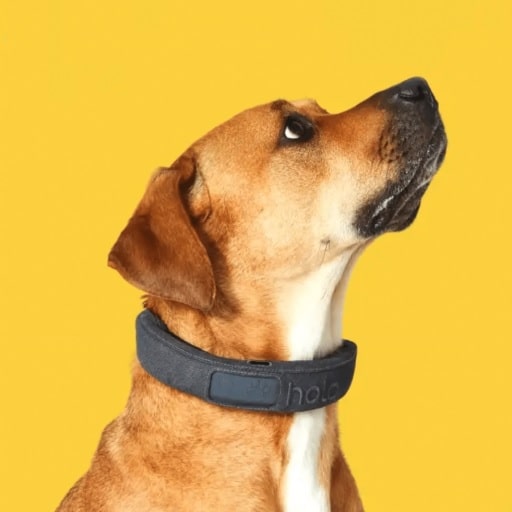 Halo Collar Review: The Smart Collar That&lsquo;s Changing the Game for Dog Owners