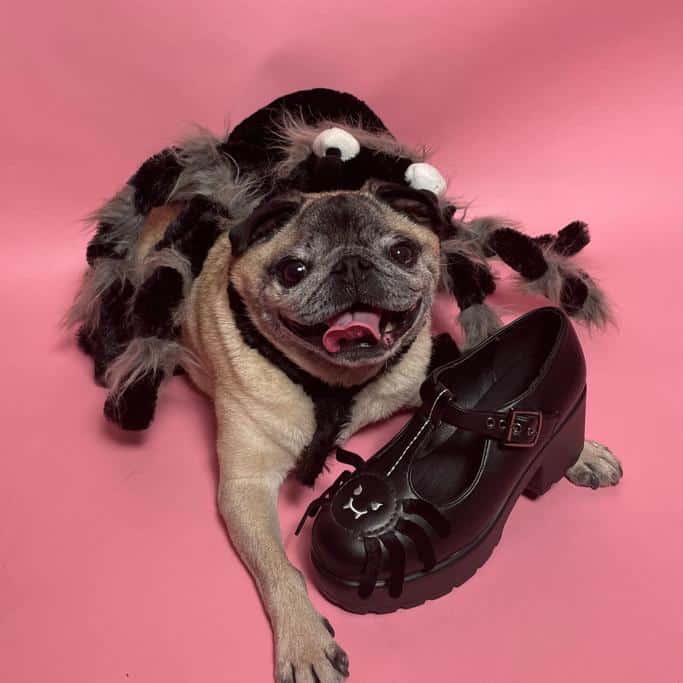 Koi Footwear Review: My Experience with This Vegan Shoe Brand