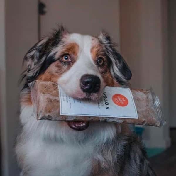 The Farmer&lsquo;s Dog Review: From Kibble to Cuisine