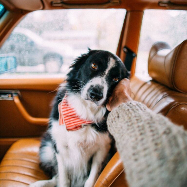 PetCareRX Review: The Online Pet Pharmacy That Has Your Furbaby&lsquo;s Back