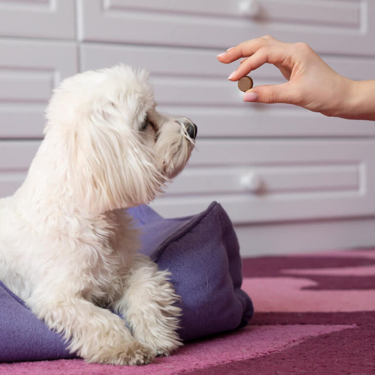 Allivet Review: The Smart Way to Save Big on Pet Meds and More
