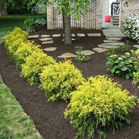PlantingTree Review: My Go-To Source for Stunning Landscape Plants