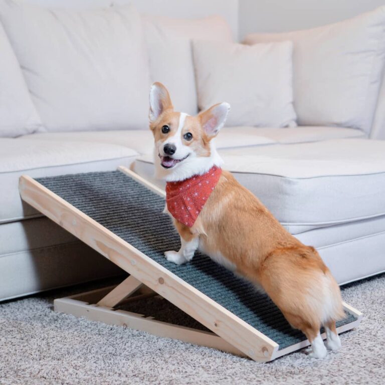 Alpha Paw Ramp Review: My Honest Experience with the Popular Pet Brand