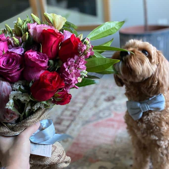 Farmgirl Flowers Review: My Honest Thoughts on This Sustainable Flower Delivery Service