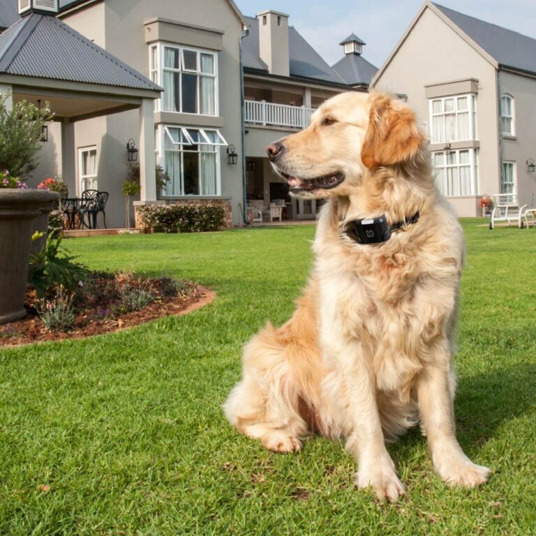 Finding Freedom and Safety with the Best Wireless Dog Fence