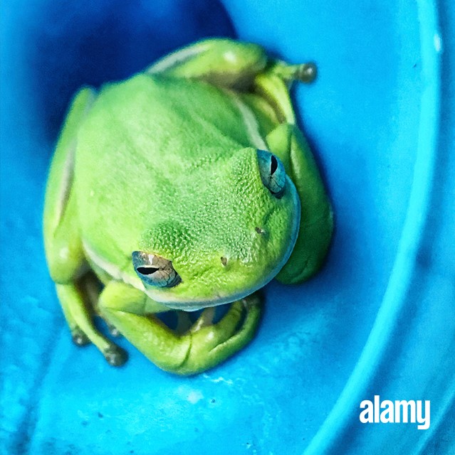 Alamy Review 2023: The Ultimate Guide for Savvy Shoppers and Skilled Photographers