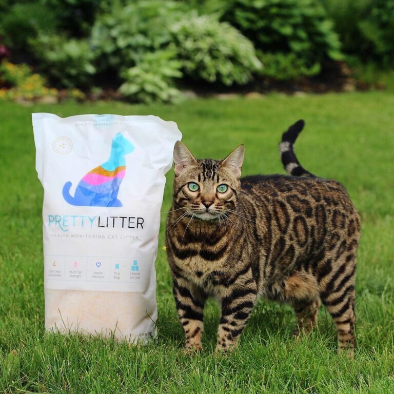 Pretty Litter Review: My Honest Experience With This Health-Monitoring Cat Litter