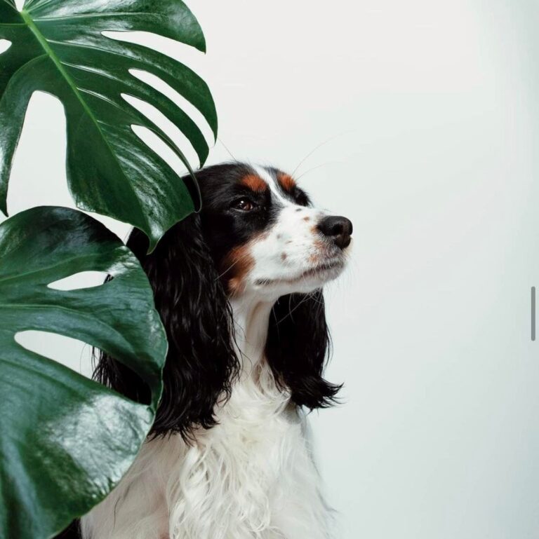Bloombox Club Review: My Honest Take on the Popular Plant Delivery Service