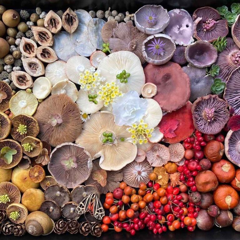 North Spore Review: How This Mushroom Company Blew Me Away 🍄