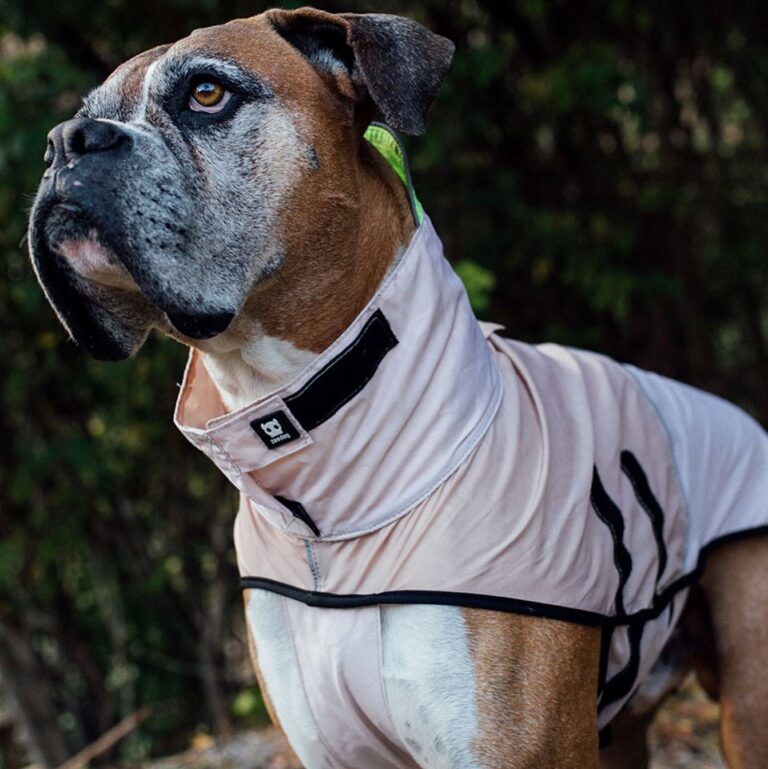 Zeedog Review: Trendy, High-Quality Accessories for the Fashionable Pet Owner