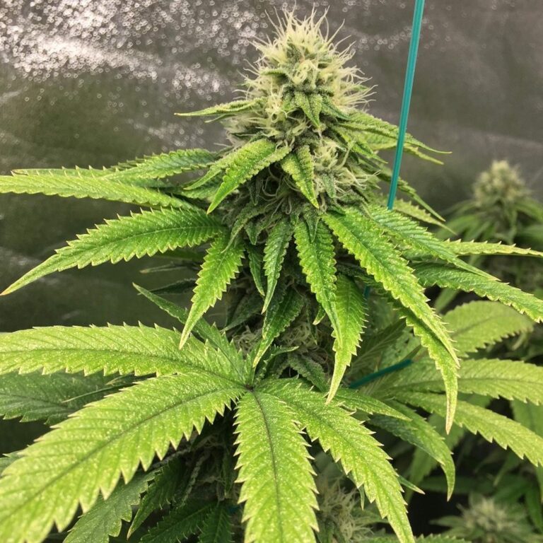 My Honest Herbies Seeds Review: Your New Favorite Seed Bank?