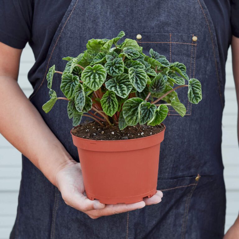 The Ultimate Guide to Buying Houseplants Online: Bloomscape, The Sill, and More