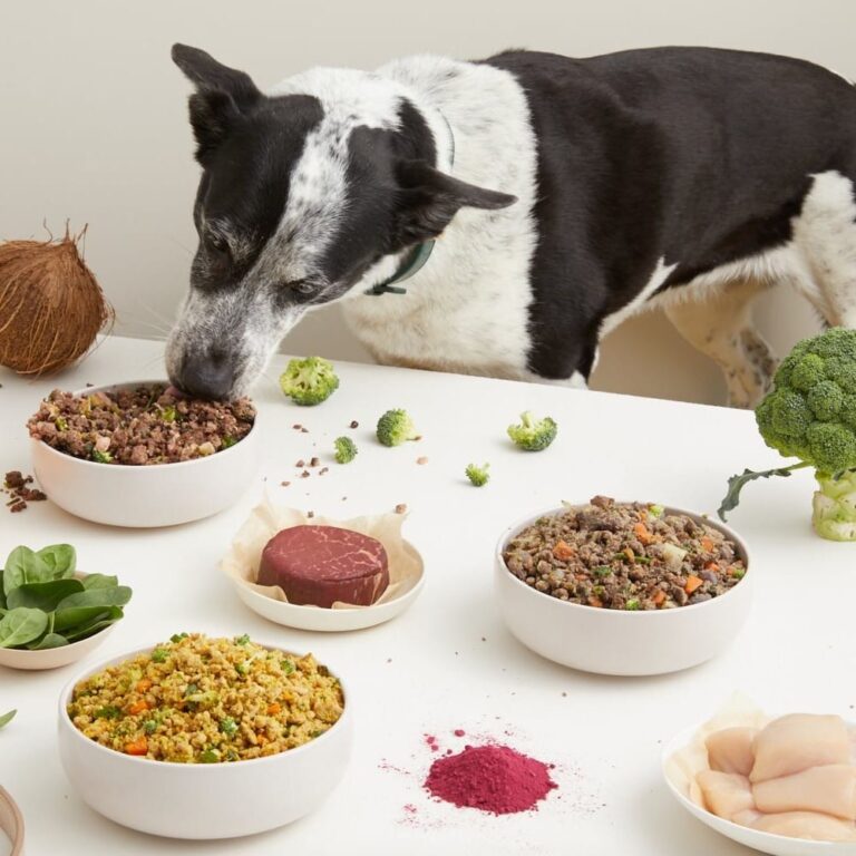 My Honest Review of Lyka Fresh Dog Food Delivery: Is It Worth the Hype?