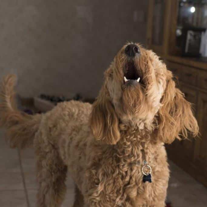 BarxBuddy Review: My Honest Take on the Popular Ultrasonic Dog Trainer