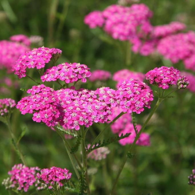 Waitrose Garden Review: Elevate Your Outdoor Space with This One-Stop Shop