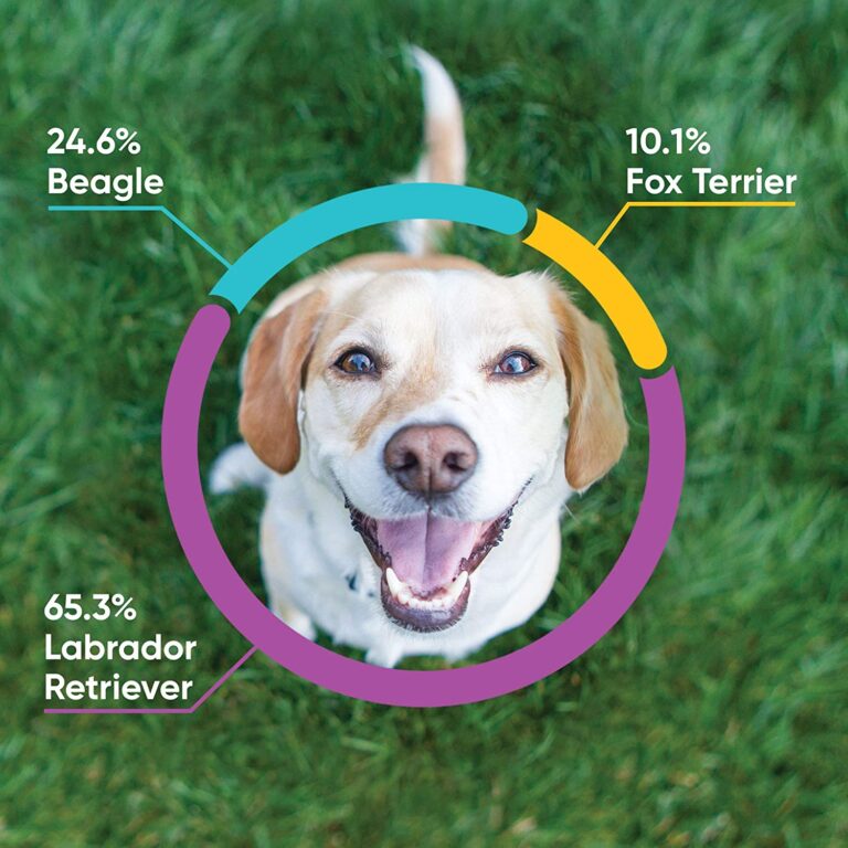 Embark Dog DNA Test Review: The Most Accurate & Comprehensive Canine Genetic Testing