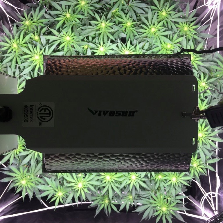 Vivosun Grow Tent Review: My Hands-On Experience and In-Depth Analysis