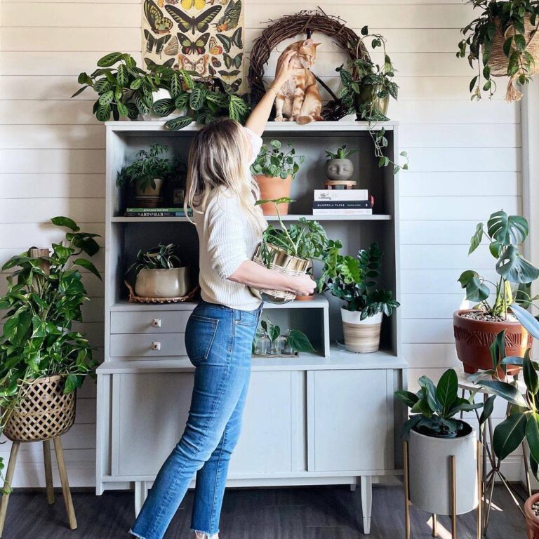 The Sill Plants Review: My Honest Take on the Internet&lsquo;s Trendiest Greenery