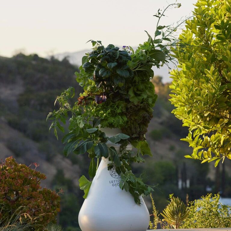 Lettuce Grow Review: My Honest Thoughts on the Farmstand Indoor Garden