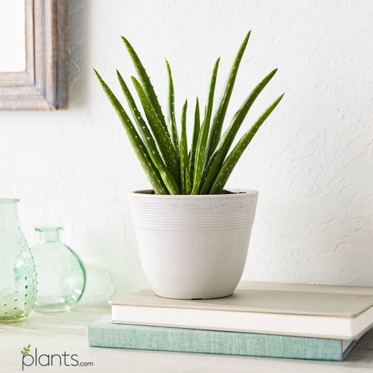 Plants.com Review: My Honest Experience Ordering Houseplants Online in 2023