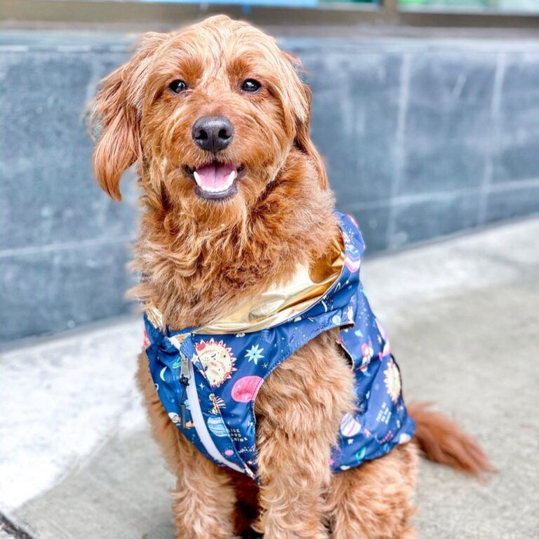 Pampering Your Pup in Style: An Expert Lucy and Co Review