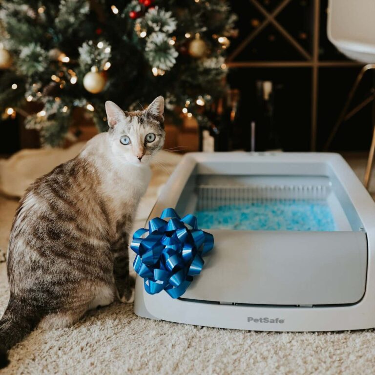 PetSafe Review: The Ultimate Guide to Their Top Products