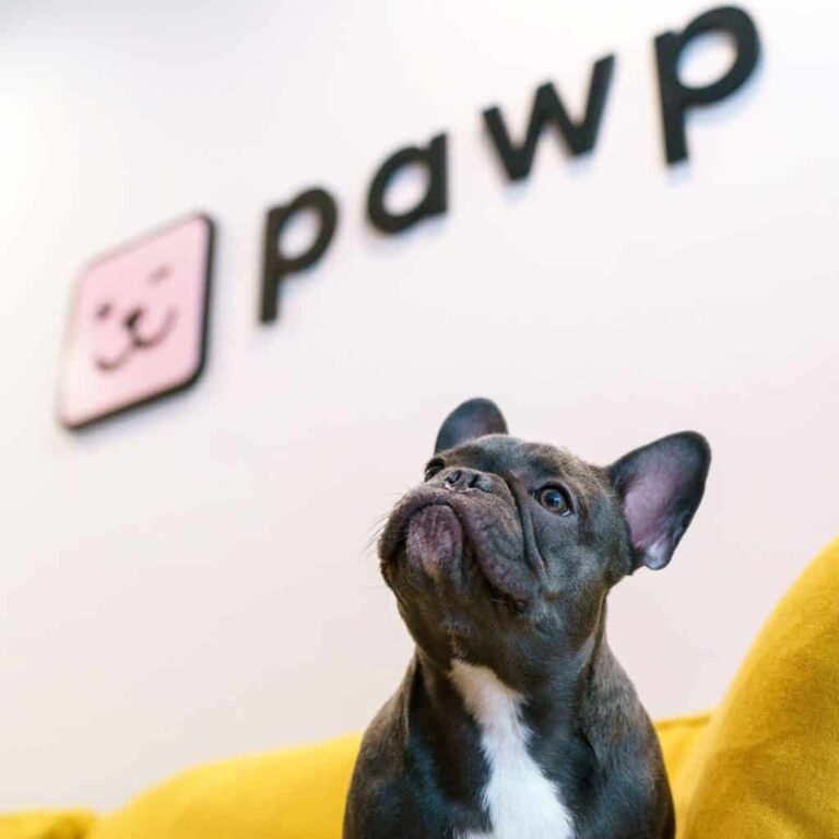 Pawp Pet Insurance Review: My Honest Thoughts as a Fashionista and Dog Mom