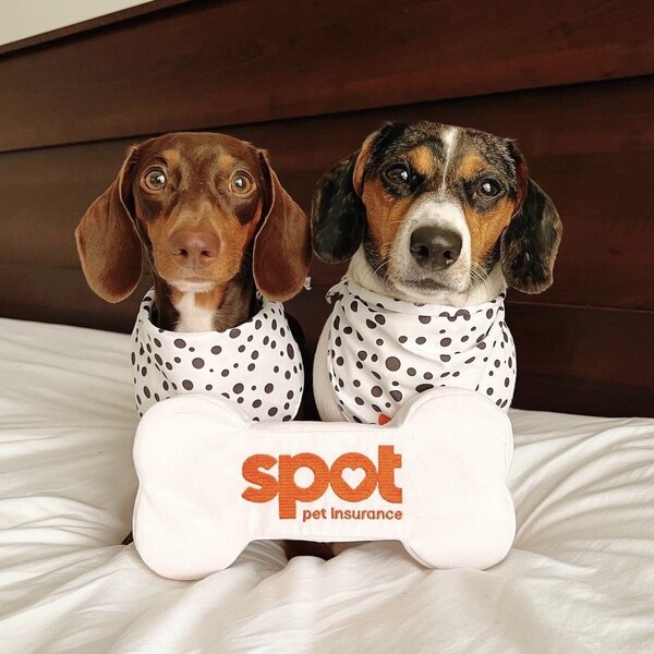 An Honest, In-Depth Review of Spot Pet Insurance: My Experience & Research