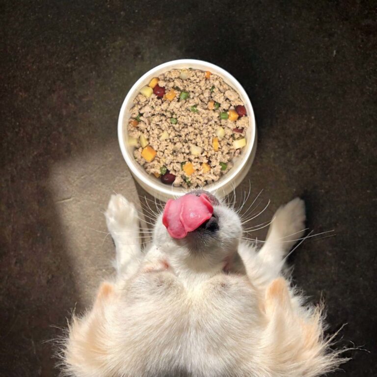 Kabo Fresh Dog Food Review: My Honest Take on Canada&lsquo;s Trendiest Pet Food Delivery
