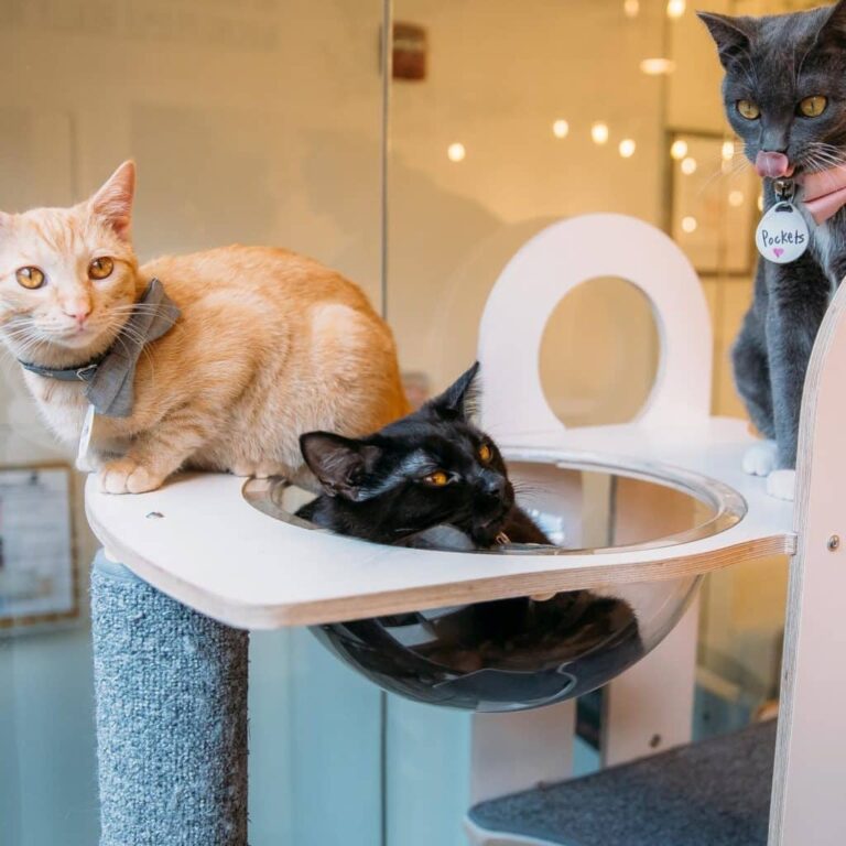 Tuft and Paw Cat Furniture Review: The Ultimate Guide for Stylish Pet Parents