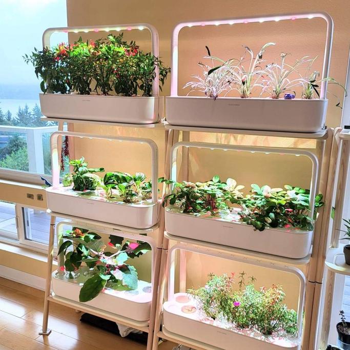 AeroGarden vs Click & Grow: Which Indoor Smart Garden Is Right for You?