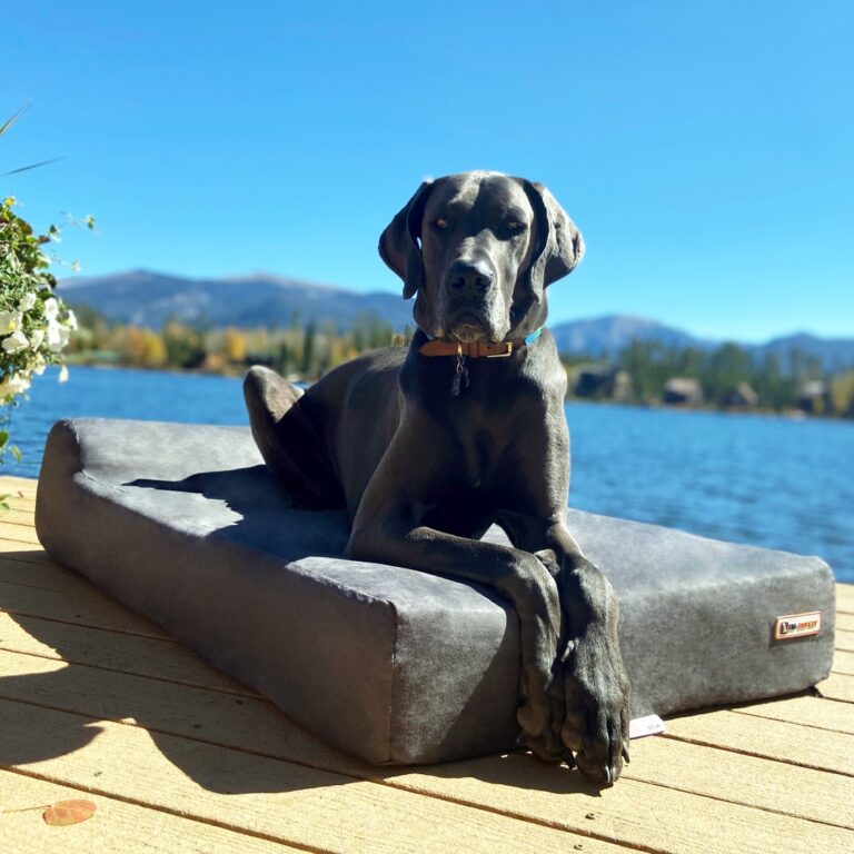 Big Barker Dog Bed Review: The Best Bed for Your Big Dog?