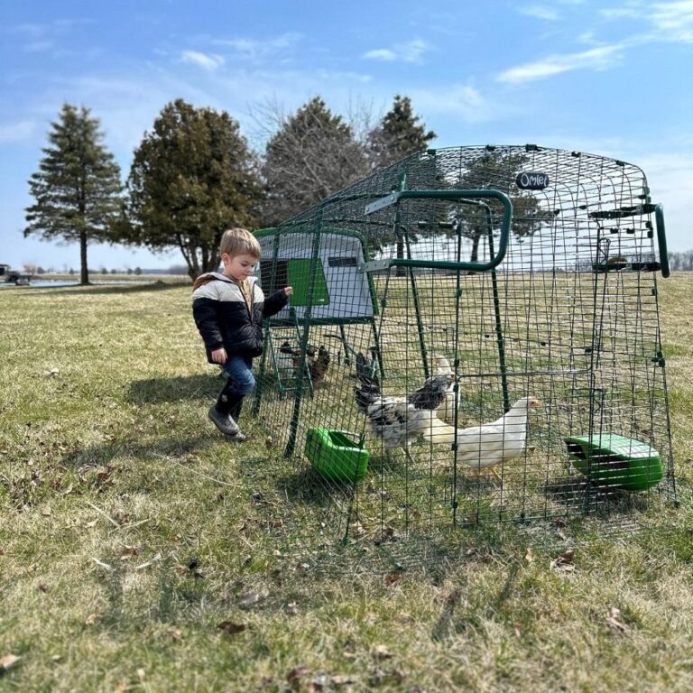 Omlet Eglu Chicken Coop Review: My Honest Thoughts as a Chicken Keeper