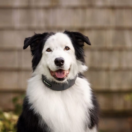 SpotOn GPS Fence Review: The Ultimate Virtual Fence Solution for Your Dog
